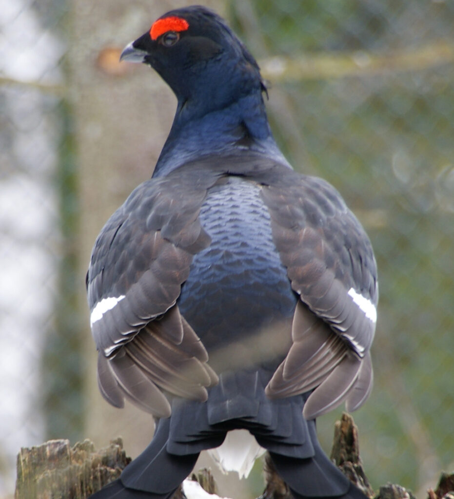 Tetrov hoľniak:Tetrao tetrix Linnaeus