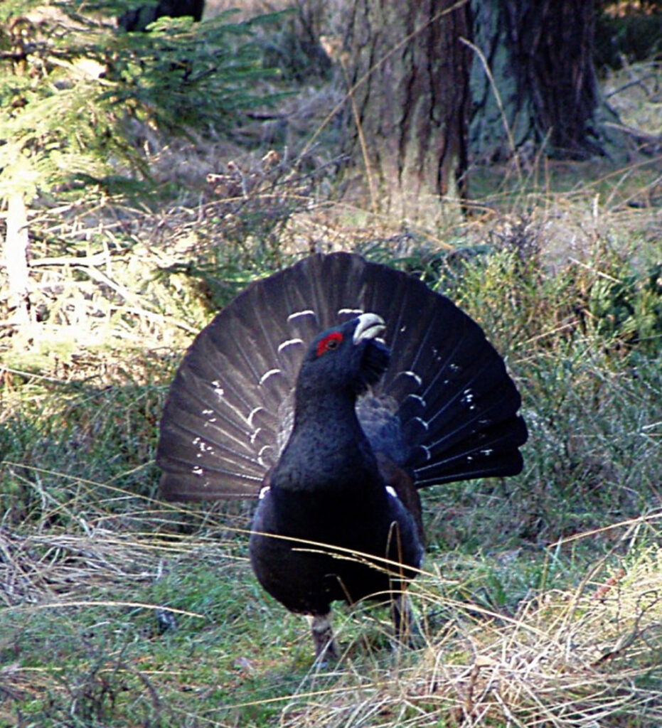 Hlucháň hôrny:Tetrao urogallus
