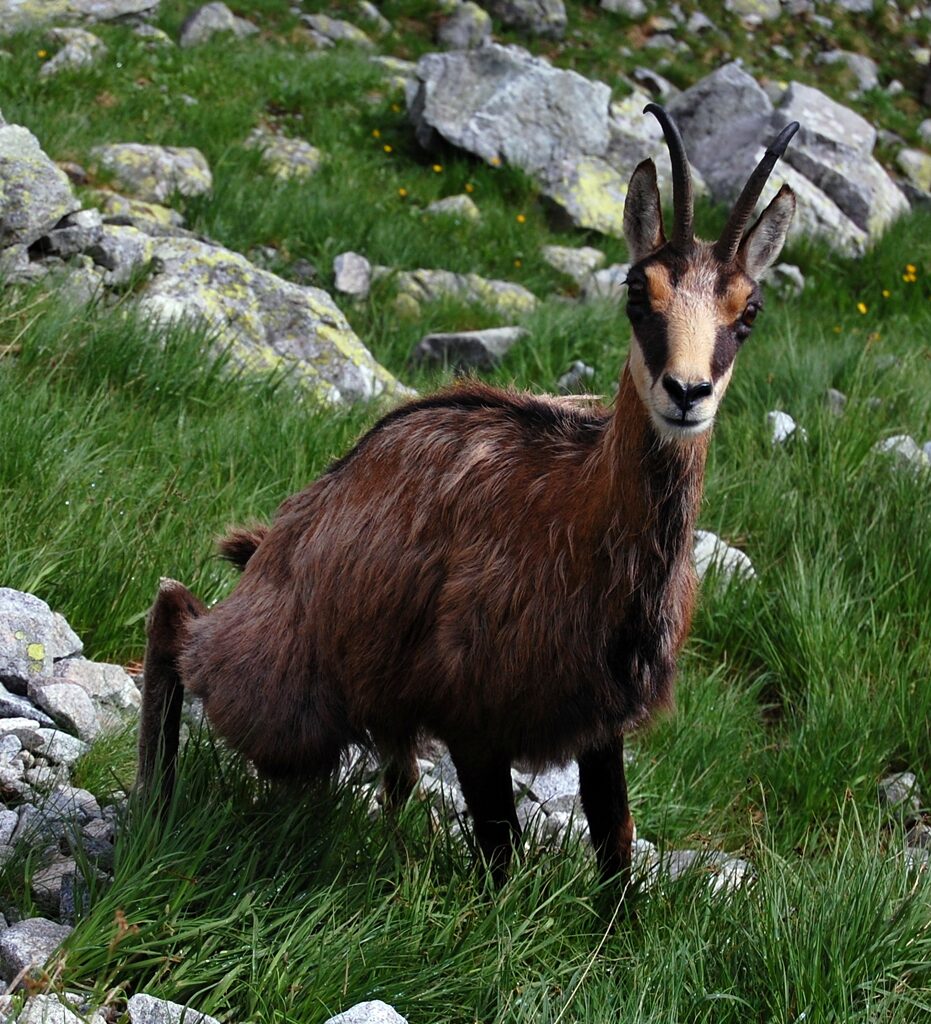 kamzík-vrchovký-tatranský